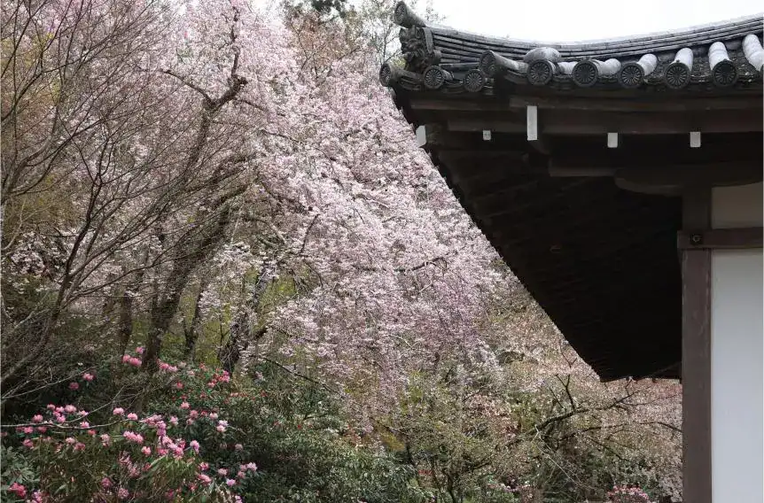 三千院櫻花