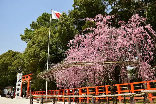上賀茂神社櫻花