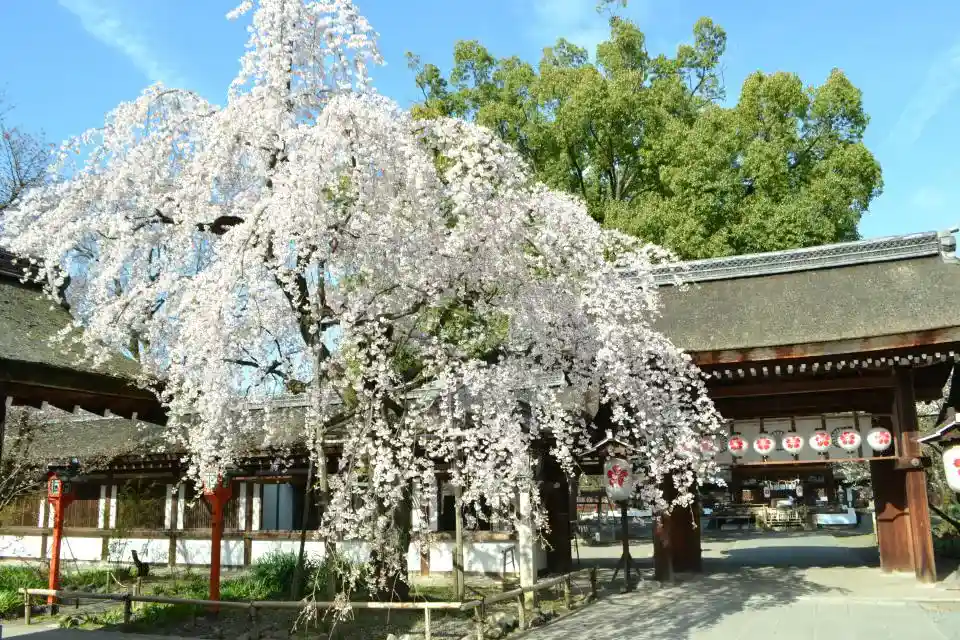 平野神社櫻花