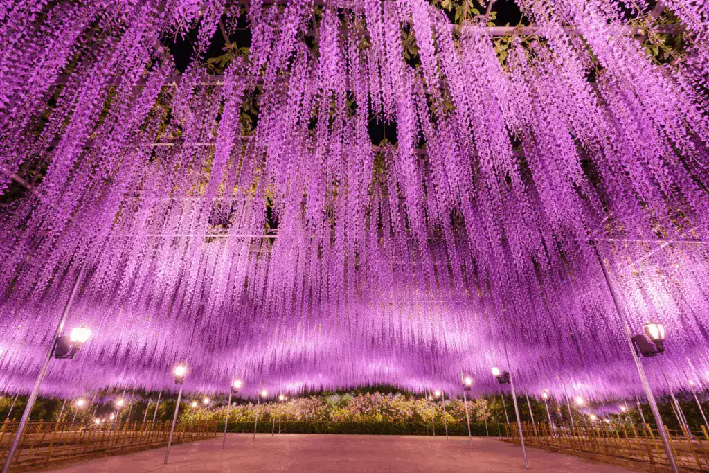 足利花卉公園紫藤花示意圖