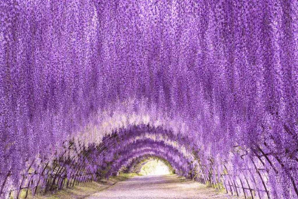 河內藤園紫藤花示意圖