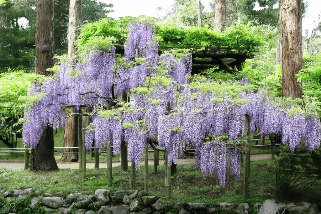 萬葉植物園紫藤花示意圖