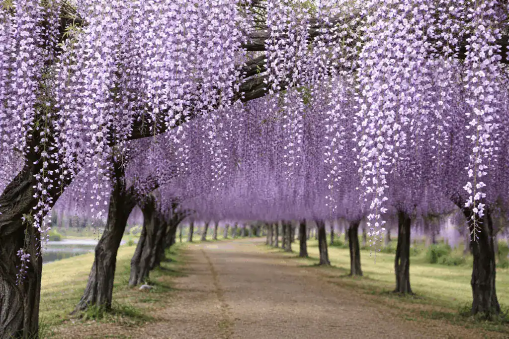 岡山和氣町紫藤花示意圖