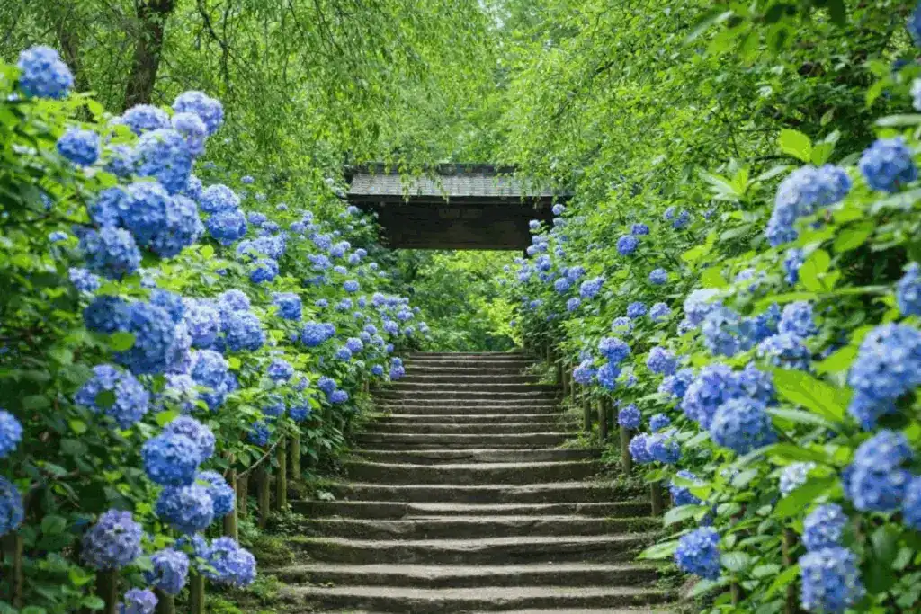 明月院紫陽花示意圖