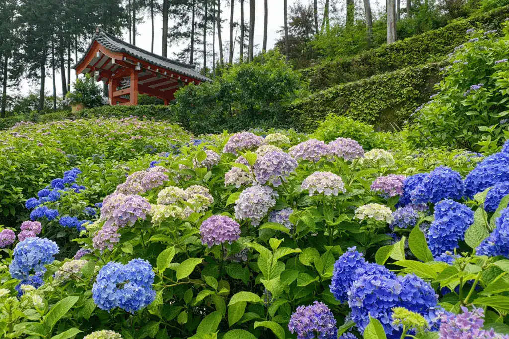 三室戶寺示意圖